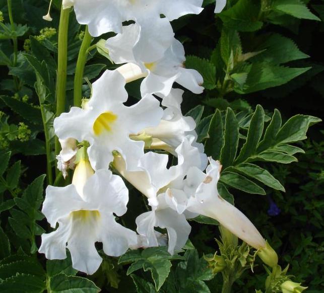 Incarvillea delavayi SNOWTOP