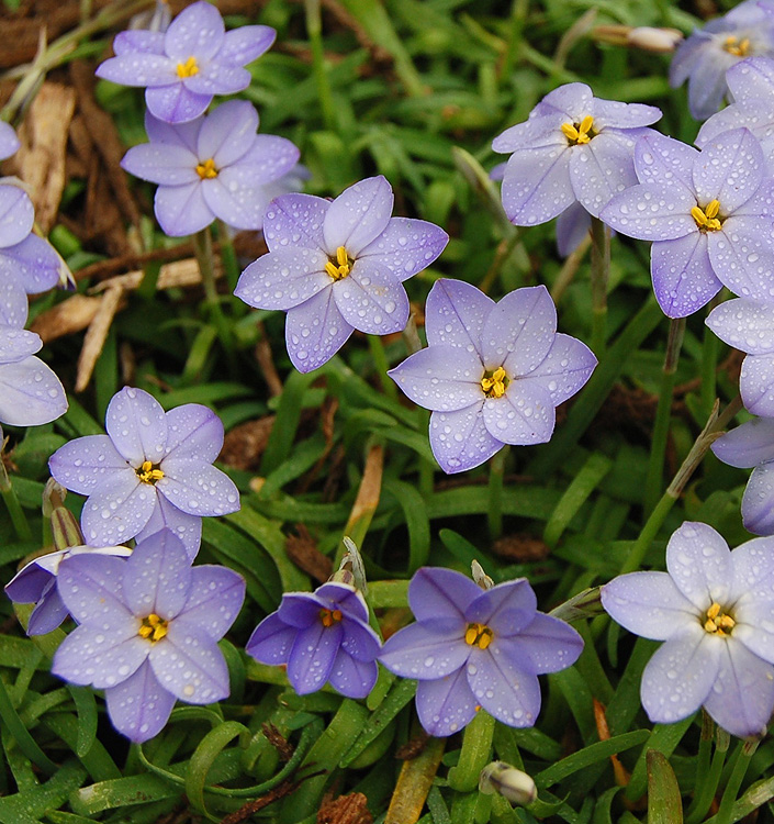 Ipheion WISLEY BLUE