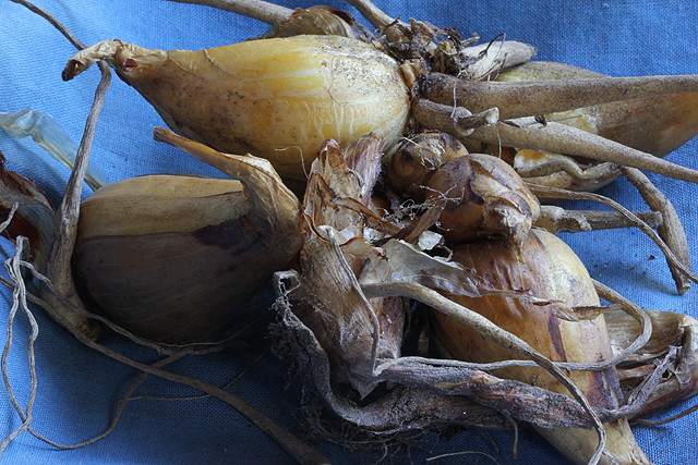 Iris bucharica
