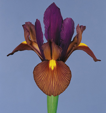 Iris hollandica TIGEREYE®