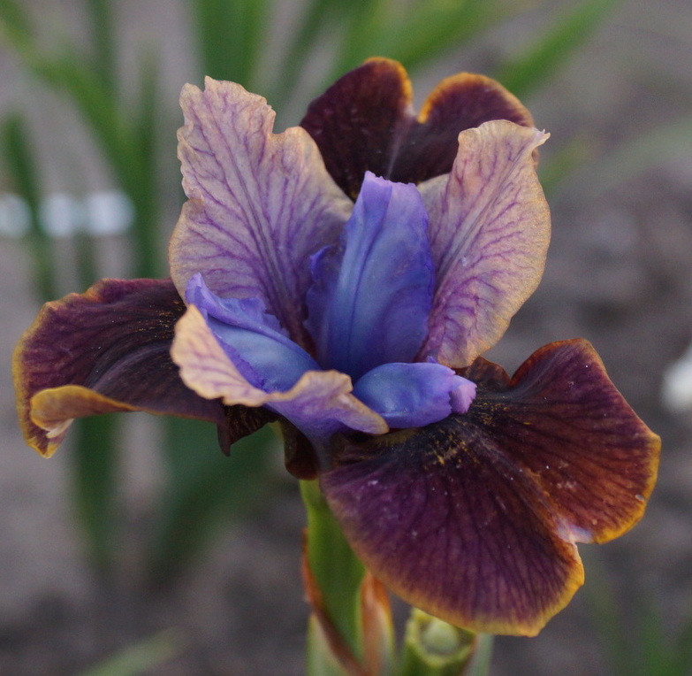 Iris sibirica BLACK JOKER