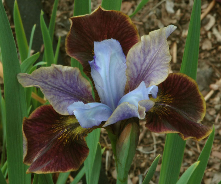 Iris sibirica BLACK JOKER