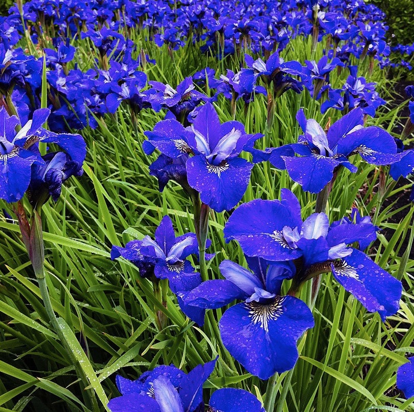 Iris sibirica BLUE BIRD