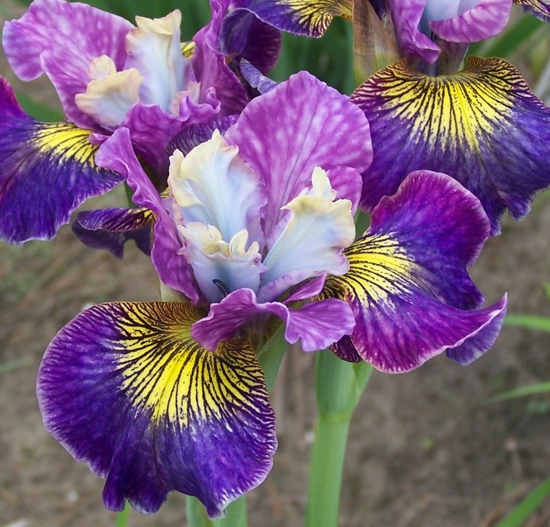 Iris sibirica CHARMING BILLY