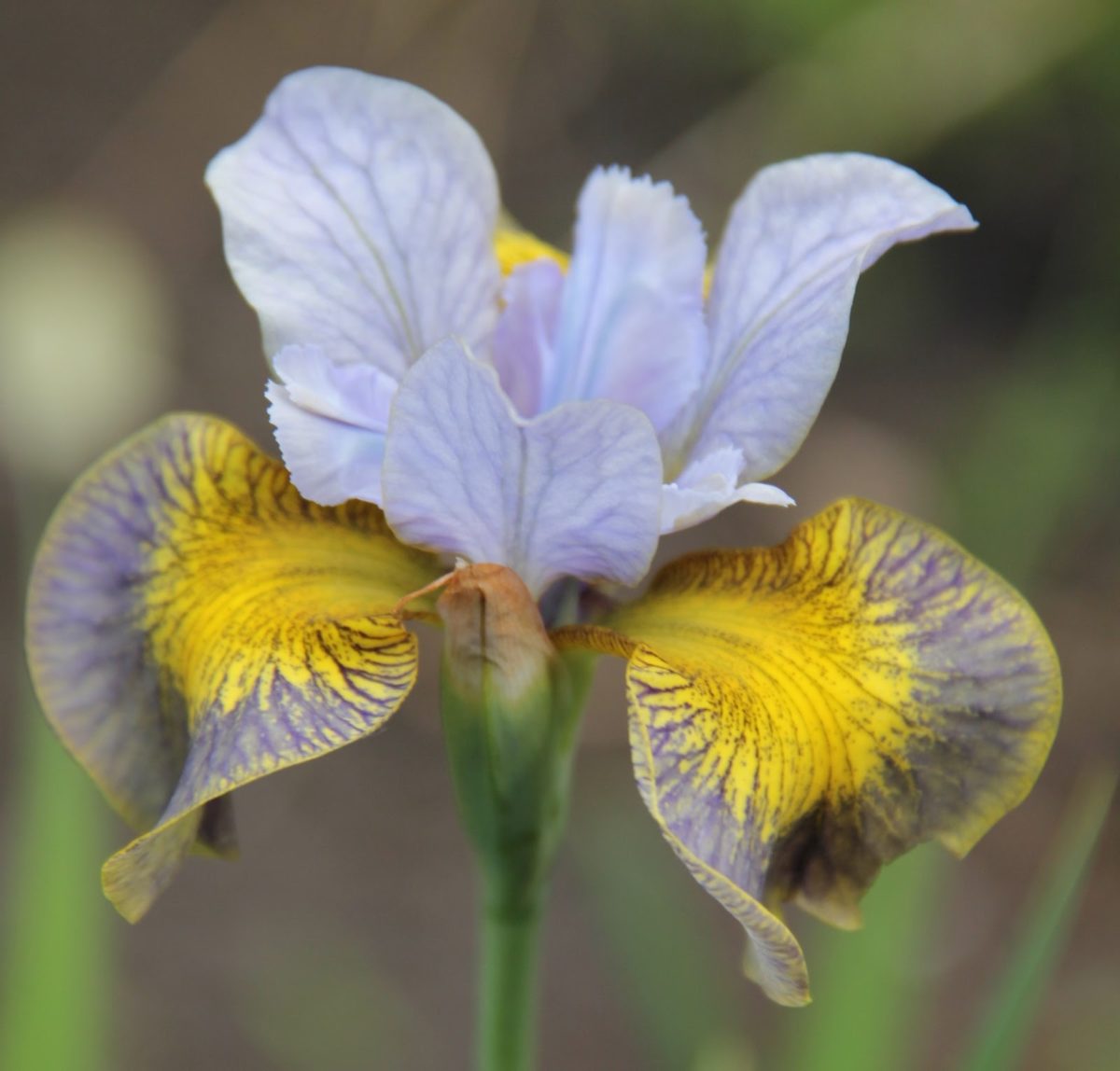 Iris sibirica UNCORKED