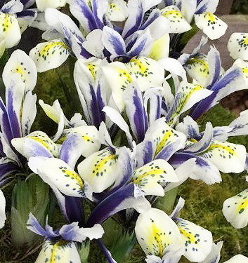 Iris reticulata EYE CATCHER