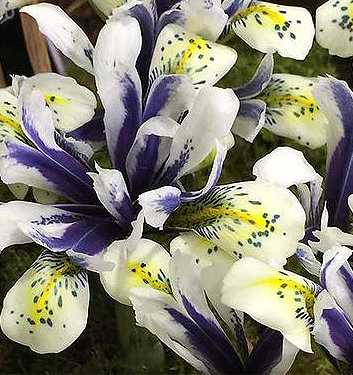 Iris reticulata EYE CATCHER