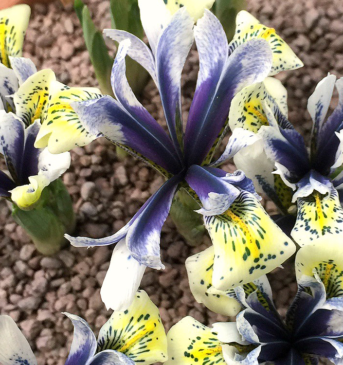 Iris reticulata EYE CATCHER