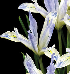 Iris reticulata PAINTED LADY