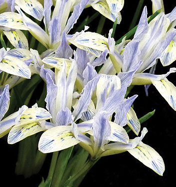 Iris reticulata PAINTED LADY