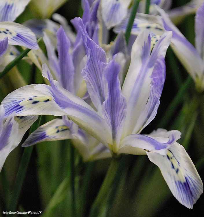Iris reticulata PAINTED LADY