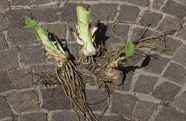 Iris germanica BEVERLY SILLS