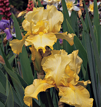 Iris germanica BUCKWHEAT