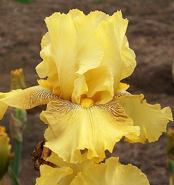 Iris germanica BUCKWHEAT