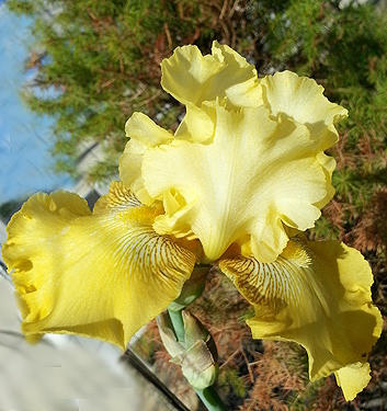 Iris germanica BUCKWHEAT