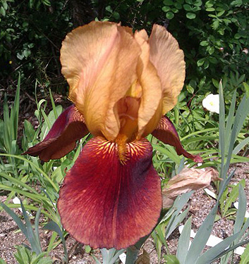 Iris germanica CIMARRON STRIP