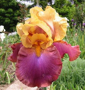 Iris germanica CIMARRON STRIP