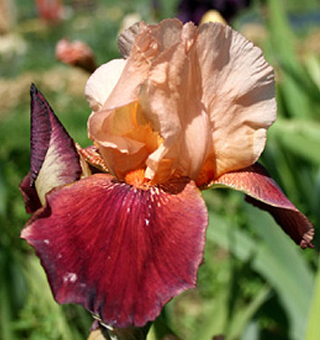 Iris germanica CIMARRON STRIP