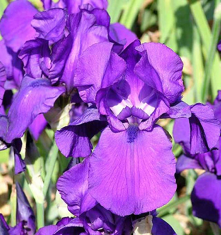 Iris germanica MATINATA