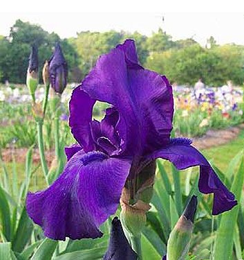 Iris germanica MATINATA