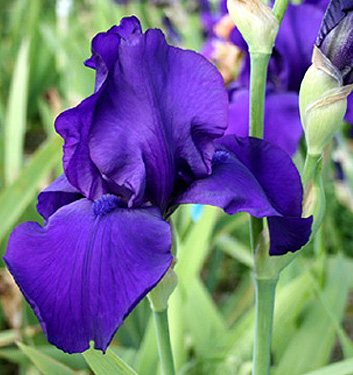 Iris germanica MATINATA