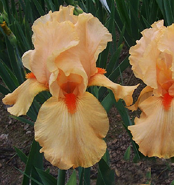 Iris germanica ORANGE CHARIOT (A)