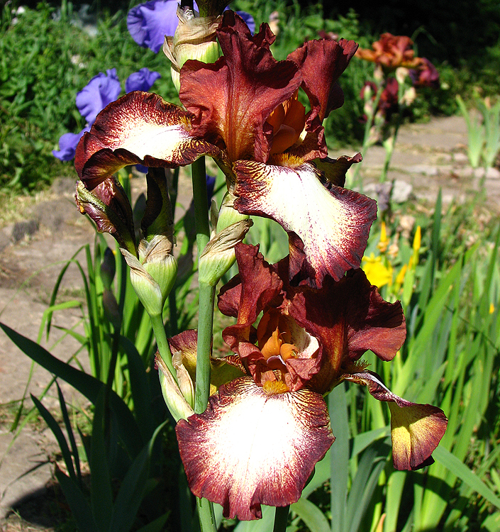 Iris germanica RIMFIRE