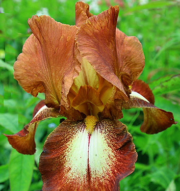 Iris germanica RIMFIRE