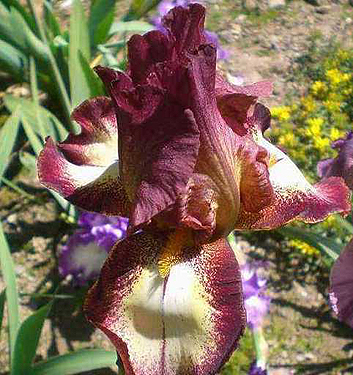 Iris germanica RIMFIRE