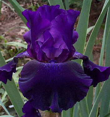 Iris germanica ROSALIE FIGGE (A)