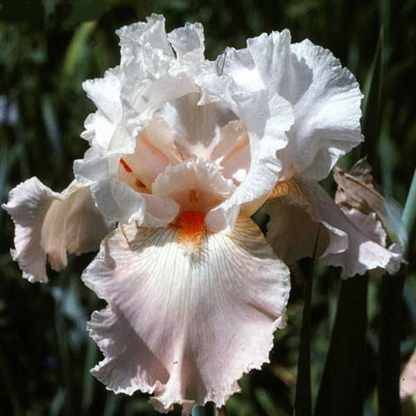 Iris germanica FRAPPE