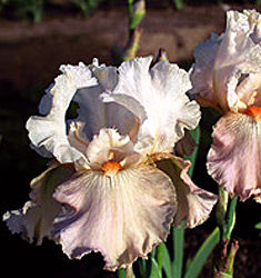 Iris germanica FRAPPE