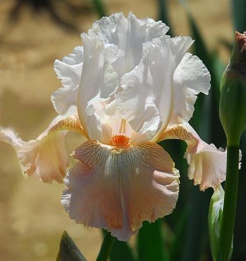 Iris germanica FRAPPE