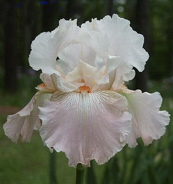 Iris germanica FRAPPE