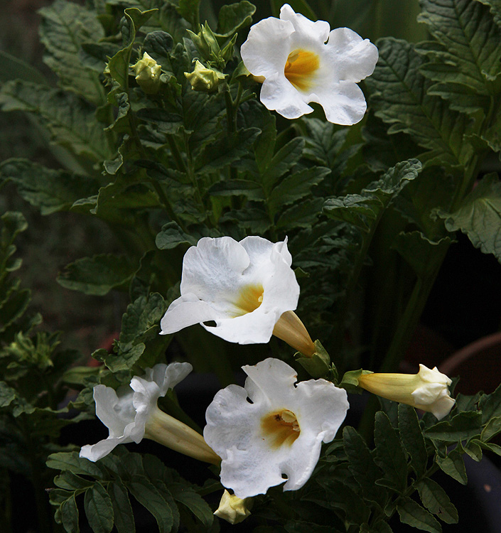 Incarvillea delavayi SNOWTOP