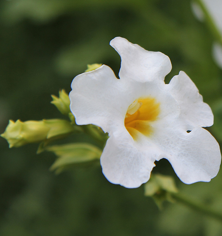 Incarvillea delavayi SNOWTOP