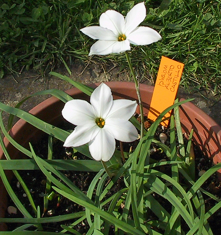 Ipheion ALBERTO CASTILLO