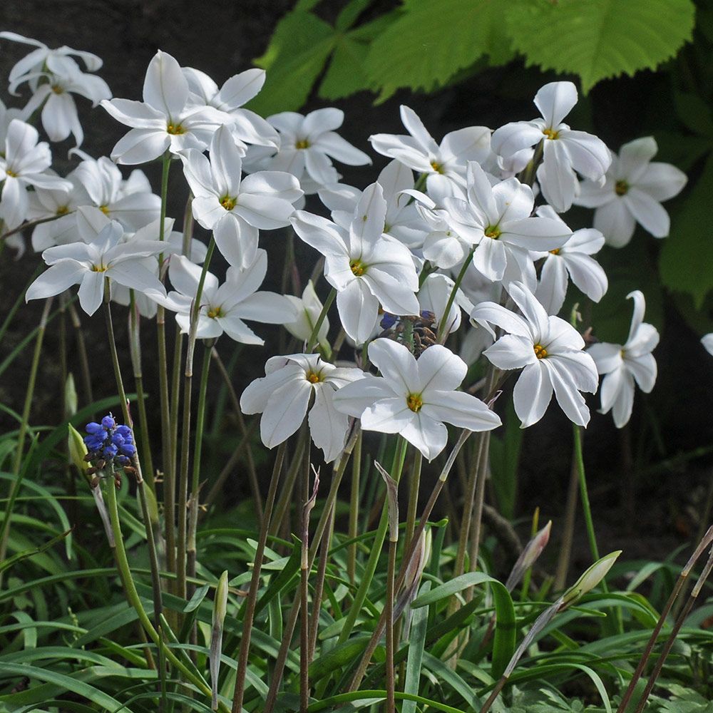 Ipheion ALBERTO CASTILLO