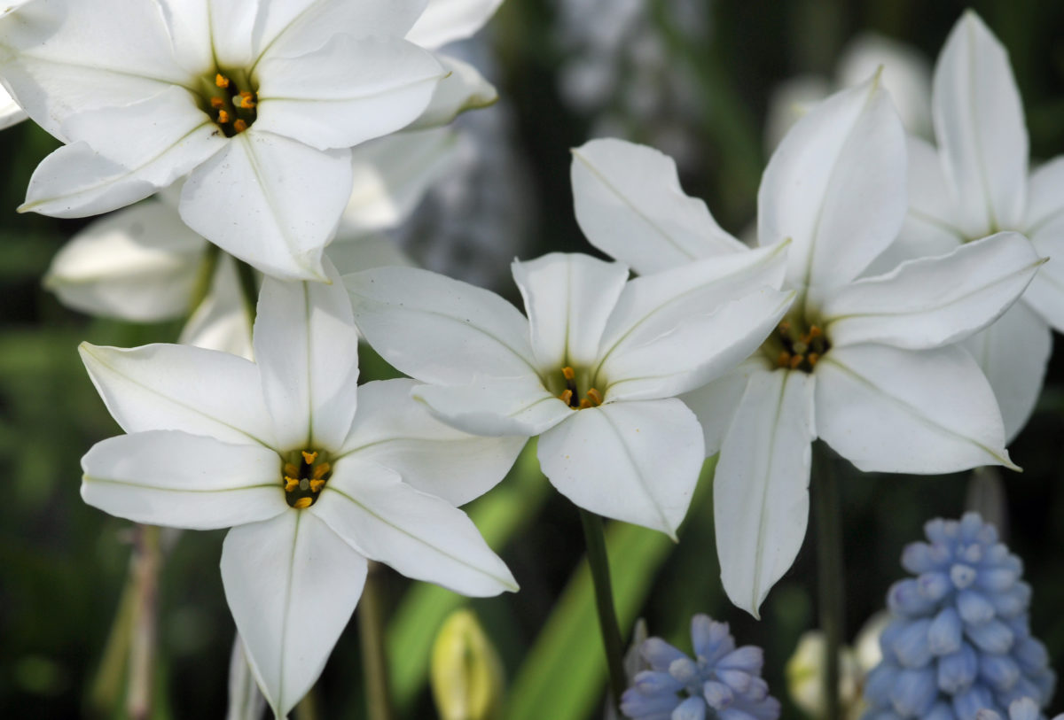 Ipheion ALBERTO CASTILLO