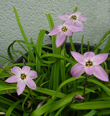 Ipheion CHARLOTTE BISHOP