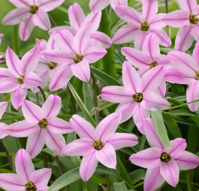 Ipheion CHARLOTTE BISHOP