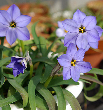 Ipheion JESSIE