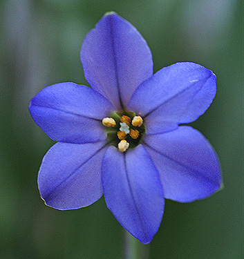 Ipheion JESSIE