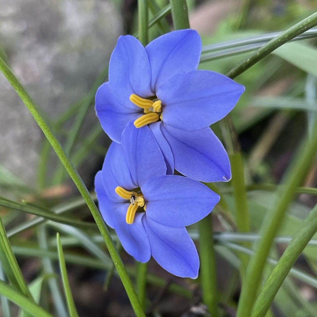 Ipheion JESSIE