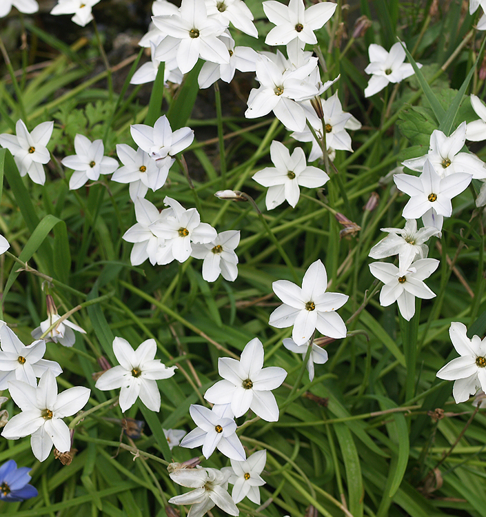 Ipheion WHITE STAR