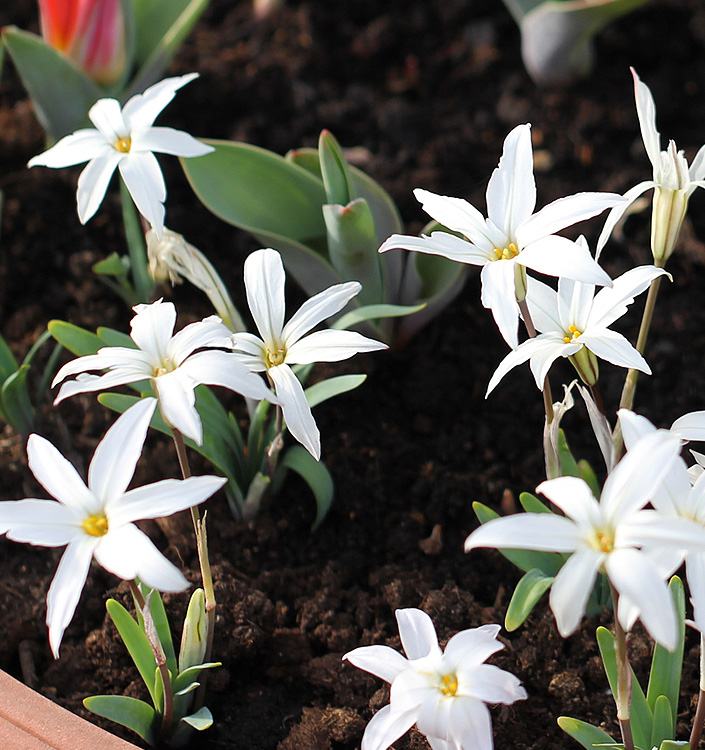 Ipheion WHITE STAR