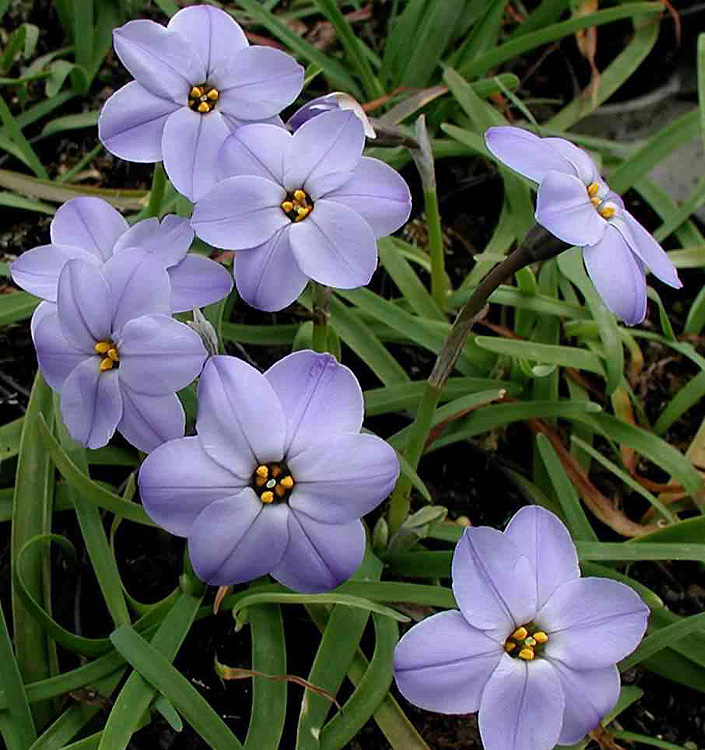Ipheion WISLEY BLUE