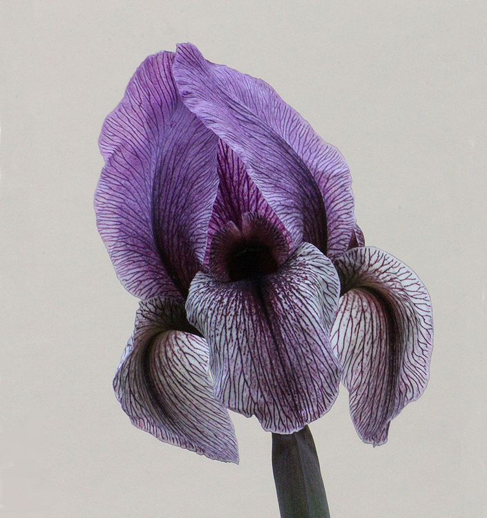 Iris DARDANUS (regelio-cyclus)