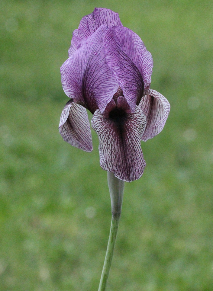 Iris DARDANUS (regelio-cyclus)