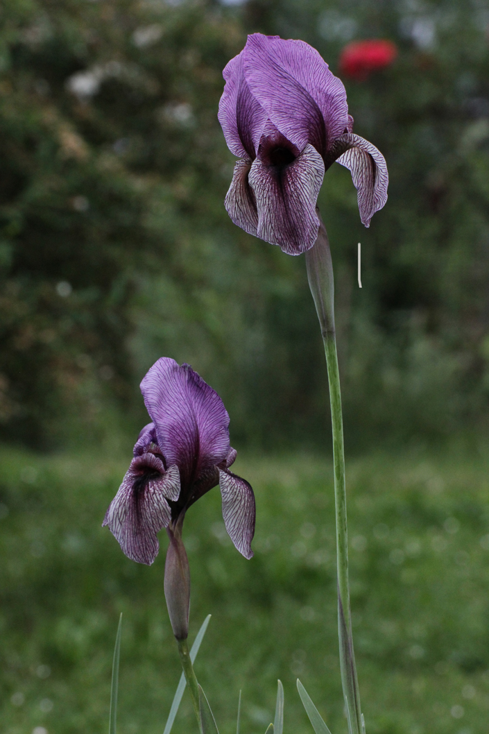 Iris DARDANUS (regelio-cyclus)